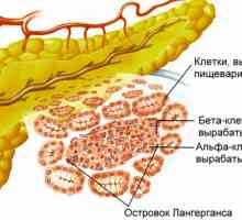 Панкреасот е важен внатрешен орган во човековото тело