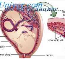 Развојот на фетусот органи. Фази на развојот на органите на ембрионот