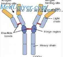 Средното и високото структура на имуноглобулини. Проучување на структурата на имуноглобулини