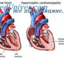 Протокот на крв во мускулите. Хипертрофија на срцето за време на обука