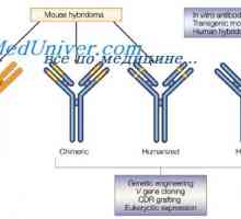 Промена на антитела по пат на реакција со антигенот. дополнување центри