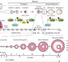 Поларитетот на ооцит. цитоплазматски реорганизација