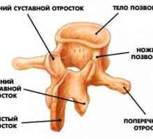 Попречни и spinous процеси на пршлени