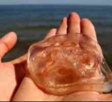 Пораз отров медуза