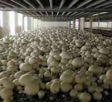 Садење и одгледување на печурки