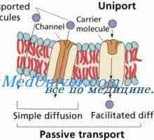 Клеточните протеини канали. Gating механизам на протеини канали