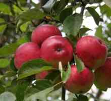 Приеми во прилог на формирање и градинарски јаболкници slaboroslyh