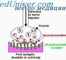 Неврони олеснување. функција на дендритите