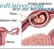 Производство на естроген од плацентата. естроген функција за време на бременоста