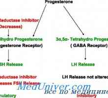 Прогестерон во синтеза, метаболизам. прогестерон рецептори