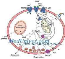 Антитуморна активност на дендритски клетки. Ефект Immunovac-sn-4 на вродениот имунитет