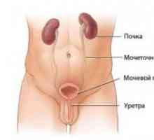 Ракот на мочниот меур и уретрата кај жените, кај мажите: симптоми, третманот, сцена, знаци