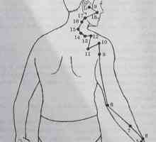 Локација и анатомија на точки на телото за аромотерапија. Меридијан на тенкото црево