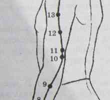 Локација и анатомија на точки на телото за аромотерапија. Меридијан три горилници