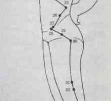 Локација и анатомија на точки на телото за аромотерапија. Меридијан на жолчното ќесе