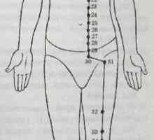 Локација и анатомија на точки на телото за аромотерапија. стомакот Meridian