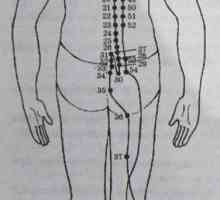 Локација и анатомија на точки на телото за аромотерапија. мочниот меур Меридијан