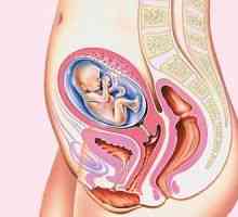 Локација на внатрешните органи во текот на бременоста