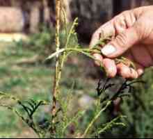 Репродукција arborvitae, сечи, семиња
