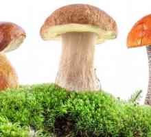 Дали печурките се е дозволено само на чир на желудникот?