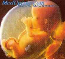 Развој на главата на ембрионот. Механизми на развој на главата на ембрионот