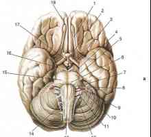 Развој и принципите на структурата на кранијалните нерви