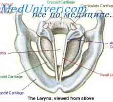 Анатомија на ларинксот. На еластична мембрана на ларинксот