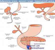 Формирање на панкреасот во феталниот ембриогенезата, морфогенезата