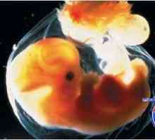Рефлекси ембрионот. Малиот мозок и неговата функција во фетусот