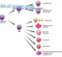 Регулирање на бројот на матични клетки. Својства на матични клетки
