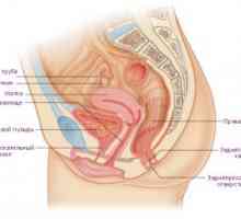 Женскиот репродуктивен систем: ембриологија, анатомија, органи