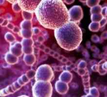 Rickettsia и rikketsiopodobnye микроорганизми: видови, болести, патогени