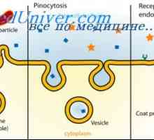 Карактеристики на клетките. Ендоцитоза и пиноцитоза