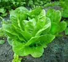 Одгледување зелена салата, сорти, корисни својства