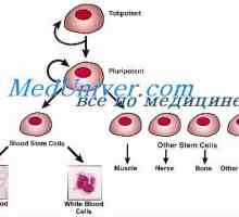 Самообновување на матични клетки. Пролиферативната способноста на матични клетки