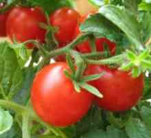 Избор и семе домати