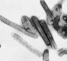 Семејството на arboviruses, аренавируси и филовируси