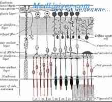 Retin-А. Структура и анатомија на мрежницата
