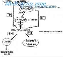 Жлезда тироидната жлезда и гастроинтестиналниот тракт. Тироидните хормони и времетраењето на…