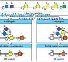 Синтеза на имуноглобулини. формирање на антитела
