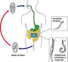 Како pinworms живеат во човечкото тело, развој на животниот циклус