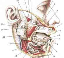 На плунковни жлезди, имунолошкиот заштита на усната шуплина