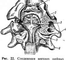 Соединение со 'рбетниот столб со черепот