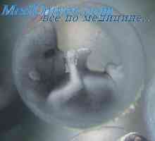 Ембрионски сврзното слој на кожата. ембрион нокти