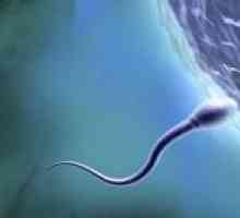 Сперма од мажот ти го одредува полот на вашето бебе