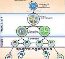 Сперматогенеза. фази на сперматогенезата