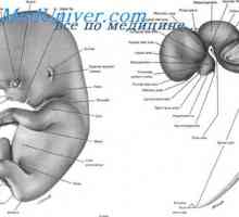 Феталната 'рбетниот нерви. Развојот на ембрионот 'рбетниот нерв