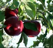 Одгледување методи slaboroslyh јаболко rootstocks