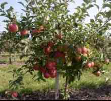 Просечната висина за јаболков rootstocks