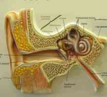 Просечната лепило воспаление на средното уво на: третман, симптоми, знаци, причини